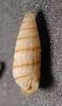 Su alcuni interessanti Pyramidellidae (Gastropoda) del Pliocene toscano e loro relazioni con specie attuali dell Africa nord-occidentale