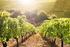 potenziale produttivo e ai controlli nel settore vitivinicolo; DETERMINAZIONE DEL DIRIGENTE SER- VIZIO AGRICOLTURA 10 settembre 2013, n.