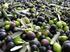 Ricerche sull olivo da mensa in Sardegna: il progetto S.A.R.T.O.L.