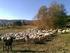 Valutazione economica dell allevamento di agnelloni nell azienda ovina da latte.
