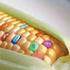 PIANO NAZIONALE di Controllo Ufficiale sulla Presenza di Organismi Geneticamente Modificati negli Alimenti