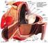 Correlazione tra struttura e funzione del nervo ottico nella neuropatia ottica glaucomatosa