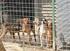 AREA: Settore Tecnico - Area 1 Servizio canile DETERMINAZIONE n.237/2015 del ai cani randagi nell'anno 2014.