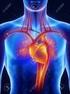 Anatomia del Sistema Cardiocircolatorio