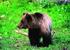 Sintesi di uno studio sull orso bruno (habitat idonei, percorsi migratori e implicazioni dovute a un suo eventuale ritorno in Svizzera) Gennaio 2005