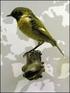 uccelli Sterna albifrons (Pallas, 1764) regno animale fam. Sternidae sinonimo Sternula albifrons (Christidis e Boles, 2008)