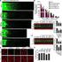 Kit Components. AKT3 Kinase Enzyme System