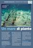 Un mare di piante. Fanerogama marina endemica del INGEGNERIA NATURALISTICA IL RIPRISTINO DELLE PRATERIE DI POSIDONIA OCEANICA