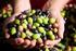 Tracciabilità dell olio di oliva è tutela della produzione di qualità