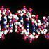 Danni al DNA e meccanismi di riparazione Le mutazioni del DNA