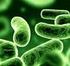 La storia dei batteri benefici : i batteri benefici miglioranola qualità del nostro cibo
