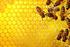 resistenza di ciascuna ape a patogeni e pesticidi, nonché una diminuizione dell immunità sociale.