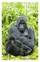 I Gorilla di Montagna Alla scoperta dei grandi primati attraverso i principali Parchi Nazionali dell Uganda