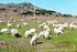 La qualità del latte nella filiera ovi-caprina