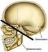 Cavità craniche Ossa dello splancnocranio Il cranio nel suo insieme Vascolarizzazione dello splancnocranio Naso, cavità nasali e seni paranasali