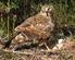 NOTE SULL'ALIMENTAZIONE DEL GHEPPIO NELL'ITALIA NORD-OCCIDENTALE (Aves, Falconidae)