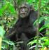 UGANDA I parchi e i gorilla di montagna Nei selvaggi Parchi del paese e l incontro con gli scimpanzé e i gorilla di montagna 11 giorni