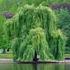 Salice bianco. Famiglia: SALICACEE Genere: SALIX Salix alba White willow