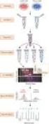 General scheme of proteomic analysis