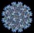 Arthropod Borne Virus