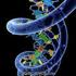 Il DNA è un acido nucleico contenente le informazioni genetiche necessarie alla biosintesi di RNA.