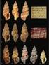 Revisione delle Raphitomidae mediterranee 1: su Raphitoma contigua (Monterosato, 1884) e Raphitoma spadiana
