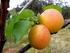 - Drupacee Albicocco Prunus armeniaca Cultivar Maturazione Note. Maggio 2^ decade. Precoce. Giugno 1^ decade. Tyrinthos. Giugno 1^ decade.
