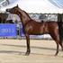 Menton. Arabian Horse Championship. 22 & 23 June Mediterranean and Arab Countries SHOWS AND EVENTS. 34 TUTTO ARABI -