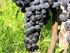Basilicata Aziende vitivincola Aglianico DOC in vendita a Potenza vendita aziende vitivinicole