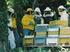 Norme per la disciplina, la tutela e lo sviluppo dell'apicoltura in Piemonte. (B.U. 12 agosto 1998, n. 32) Art. 1. (Finalità)