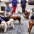 Vita da cani: i consigli del blogger a 4 zampe Pixi per il tempo libero