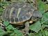 La scelta sessuale nelle tartarughe di terra (Testudo hermanni )