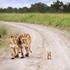 Progetto Wildlife / Fotografia (Greater Kruger Area)