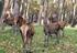 Gestione della selvaggina nell'area di progetto del Parco Nazionale del Locarnese