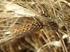 Parte undicesima. La qualità del grano duro in Sicilia Monitoraggio dello stato fitosanitario nel triennio V. Campanella*, C.