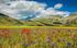 Castelluccio di Norcia Luglio