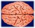 Il cervello: due emisferi, ciascuno suddiviso in quattro lobi: frontale, parietale, temporale e occipitale.