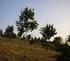 Potenzialità dell arboricoltura da legno in Italia con latifoglie esotiche a rapido accrescimento
