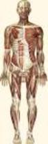 L Apparato muscolo-scheletrico: scheletrico: definizione