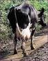 Il controllo della paratubercolosi negli allevamenti di bovine da latte