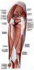 Contrazione Muscolare. Anatomia funzionale del muscolo scheletrico