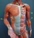 Anatomia microscopica e funzionale del muscolo scheletrico. La fibra del muscolo scheletrico E l unità istologica elementare dei muscoli.