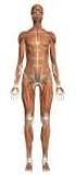 L apparato muscolare: tessuto muscolare scheletrico. Cattedra di Fisiologia Umana