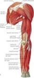 I DISTURBI MUSCOLARI DELL ARTO SUPERIORE