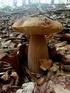 Disciplina sulla raccolta, l'incremento e la commercializzazione dei funghi Epigei spontanei, freschi e conservati.