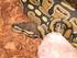 Python regius, il pitone reale