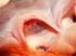 Vena cava superiore) Arteria polmonare valvole semilunari Arterie polmonari sinistre. Arterie polmonari destre) Vena cava inferiore) Ventricolo destro