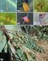 Problematiche entomologiche dell'eucalipto in Sardegna e monitoraggio del fitofago di nuova introduzione Psilla lerp (Glycaspis brimblecombei)