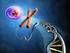 DNA e cromosomi. Come costruirli