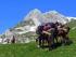 TREKKING CON I MULI E WORKSHOP NEL PARCO NAZIONALE D ABRUZZO con Massimiliano Dorigo e in collaborazione con La Betulla